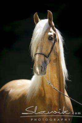 Americký jazdecký kôň2