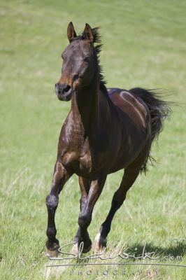 Anglický plnokrvník