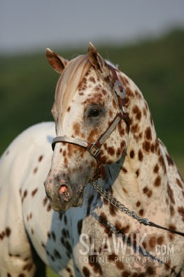 Appaloosa2