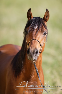 Arabský plnokrvník