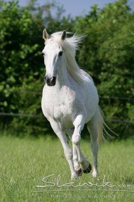 Arabský plnokrvník3