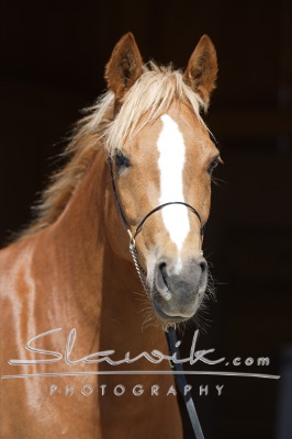 Connemarský  kôň3