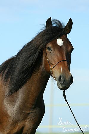 Český sportovny pony