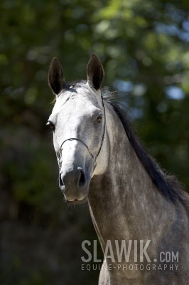 Achaltekinský kôň3