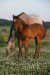 Appaloosa3